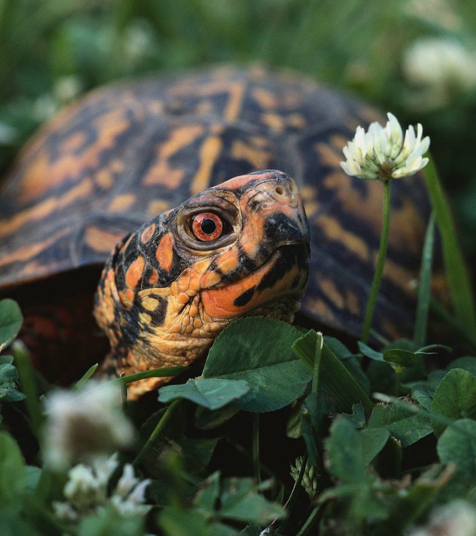 TropicZone Box Turtle Diets - TropicZone Specialty Pet Foods