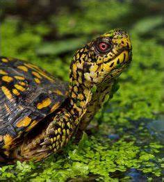 Outdoor Enclosures for Box Turtles - TropicZone Specialty Pet Foods