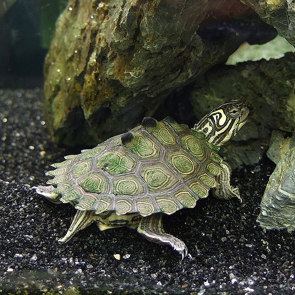 The Use Of Free Chlorine & Chloramines With Aquatic Turtles - From 