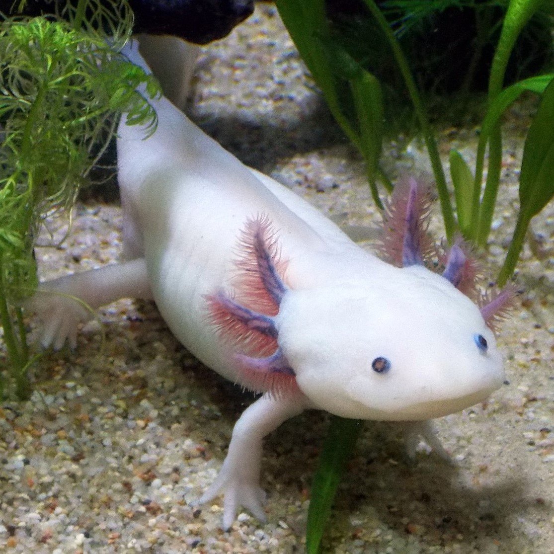 Best food for Axolotls - TropicZone Specialty Pet Foods